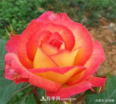 “***貴”的月季花，花朵大，顏色鮮艷，花香宜人(圖5)