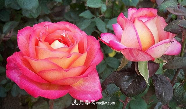 無(wú)水不文章！你平時(shí)的月季澆水方法對了嗎？(圖1)