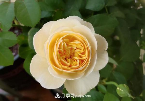 如何讓月季花長(cháng)得又矮又壯？(圖1)