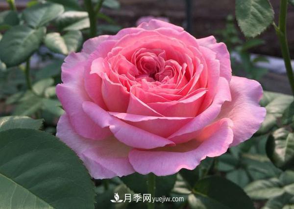 養壯根，才能長(cháng)得壯，月季日常養護技巧(圖1)