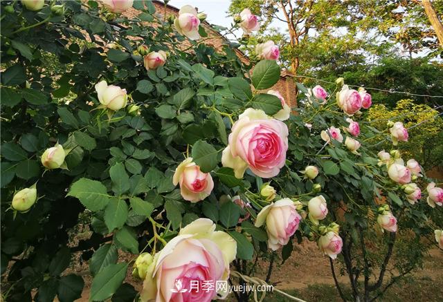 月季玫瑰香味大匯總，混合味、茶香味、果香味，總有一款是你的(圖1)