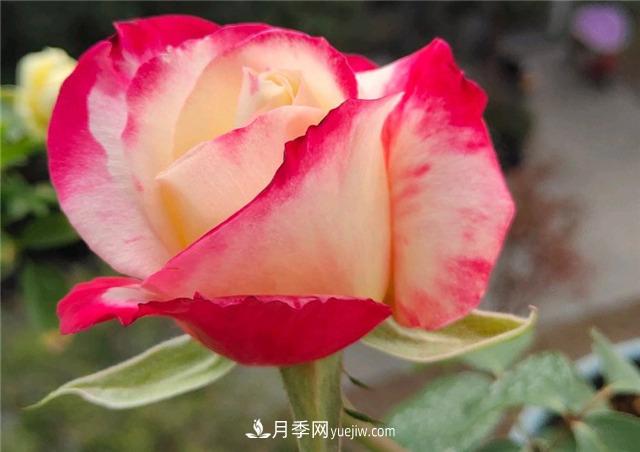 月季玫瑰香味大匯總，混合味、茶香味、果香味，總有一款是你的(圖3)