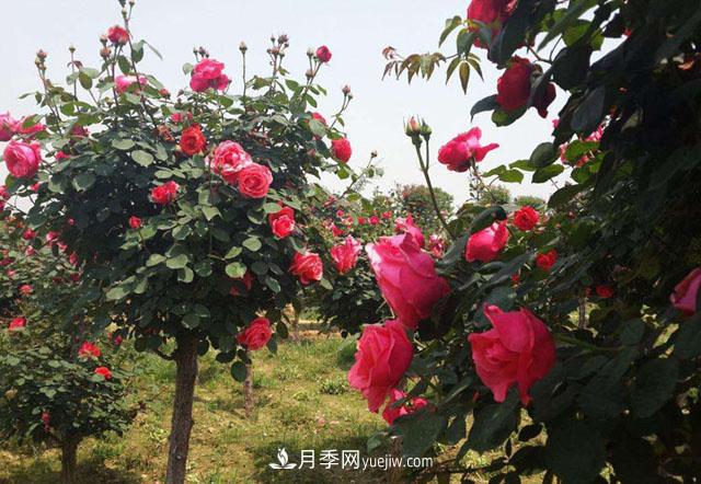 樹(shù)狀月季只長(cháng)枝條不開(kāi)花，是什么原因？(圖1)