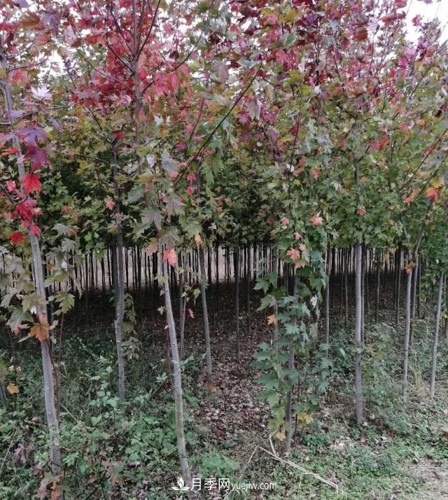 南陽(yáng)苗木基地，紅楓和雞爪槭好區別嗎？(圖2)