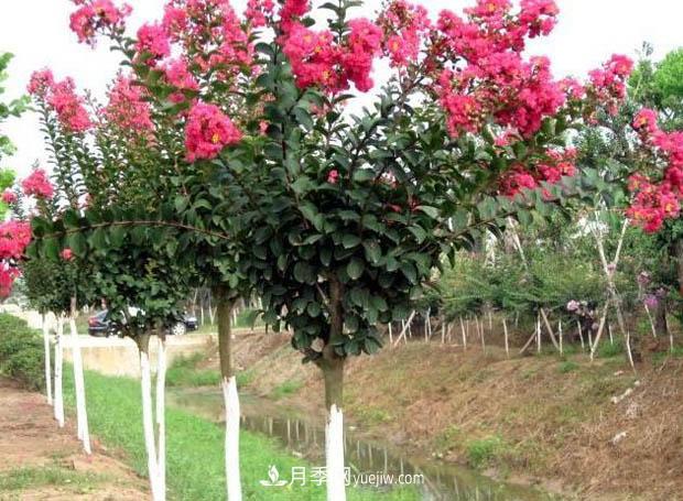 南陽(yáng)苗木基地，紫薇綠化苗怎么修剪？(圖1)