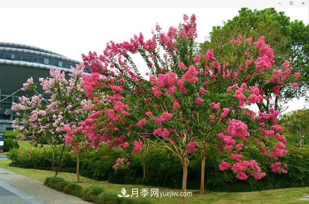 南陽(yáng)苗木基地，紫薇綠化苗怎么修剪？(圖2)
