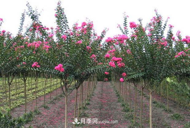 南陽(yáng)苗木基地，紫薇綠化苗怎么修剪？(圖3)