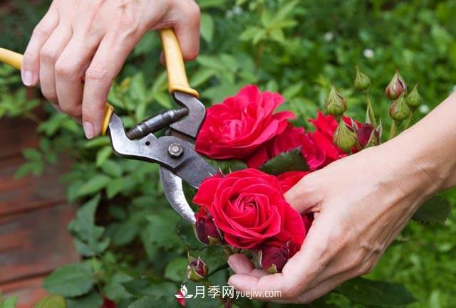 月季栽培養護指南，手把手教你冬季大花月季的修剪方法(圖1)