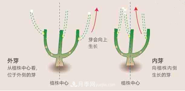 月季栽培養護指南，手把手教你冬季大花月季的修剪方法(圖2)