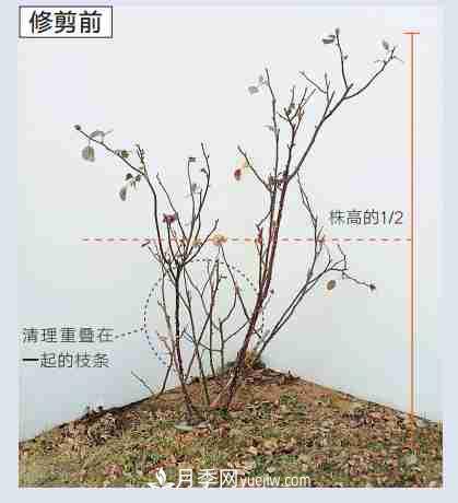 月季栽培養護指南，手把手教你冬季大花月季的修剪方法(圖4)