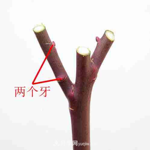 月季栽培養護指南，手把手教你冬季大花月季的修剪方法(圖8)