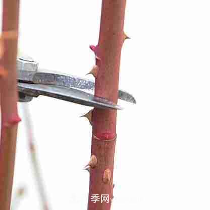 月季栽培養護指南，手把手教你冬季大花月季的修剪方法(圖7)
