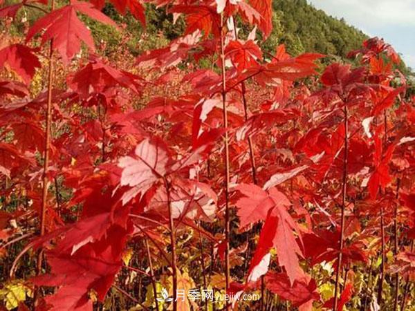 南陽(yáng)苗木，美國紅楓管理知識介紹(圖3)