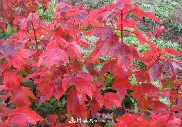 南陽(yáng)苗木，美國紅楓管理知識介紹(圖1)