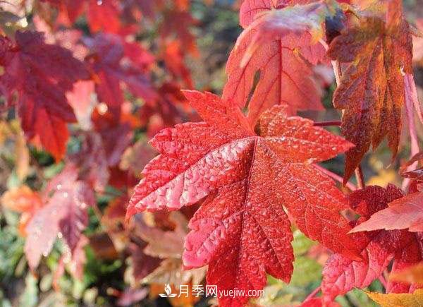 南陽(yáng)苗木，美國紅楓管理知識介紹(圖2)