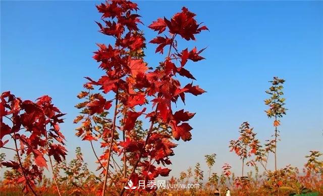 美國紅楓，南陽(yáng)苗木人為什么要挺這個(gè)樹(shù)種？(圖2)