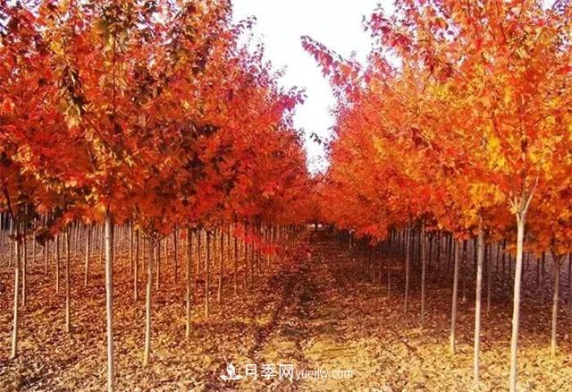 美國紅楓，南陽(yáng)苗木人為什么要挺這個(gè)樹(shù)種？(圖1)