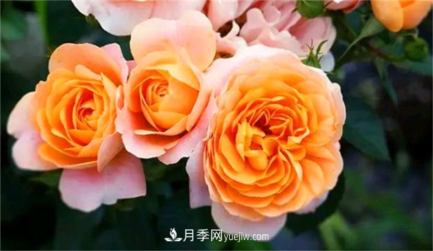 3個(gè)***不容錯過(guò)的月季品種，顏值高香氣濃，養護簡(jiǎn)單開(kāi)花多(圖1)