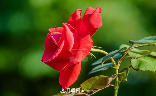 行行攝攝，發(fā)現月季花迷人的美艷，熟悉的花朵格外動(dòng)人(圖2)