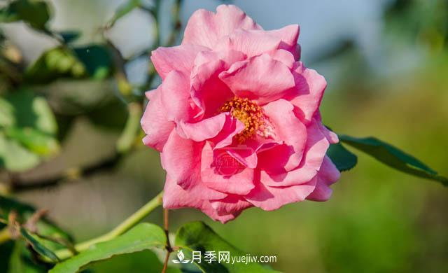 行行攝攝，發(fā)現月季花迷人的美艷，熟悉的花朵格外動(dòng)人(圖1)