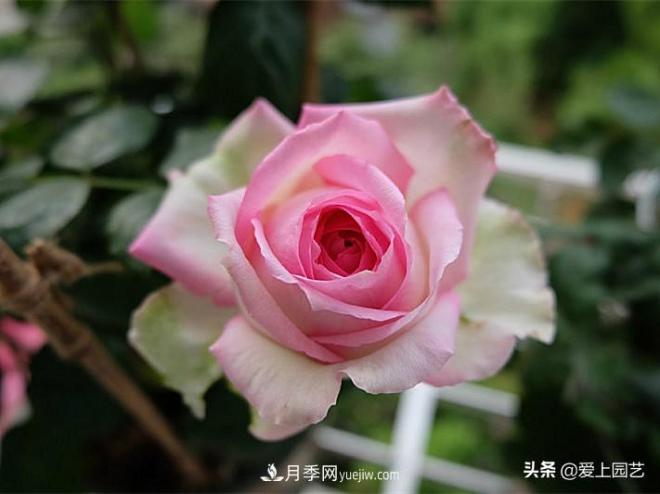 美貌與香味共存，抗病與長(cháng)勢雙強，卻沒(méi)有火起來(lái)的月季(圖1)