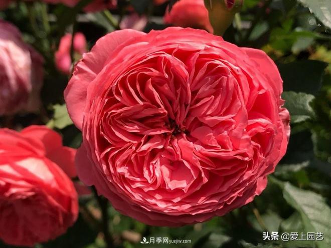 美貌與香味共存，抗病與長(cháng)勢雙強，卻沒(méi)有火起來(lái)的月季(圖2)