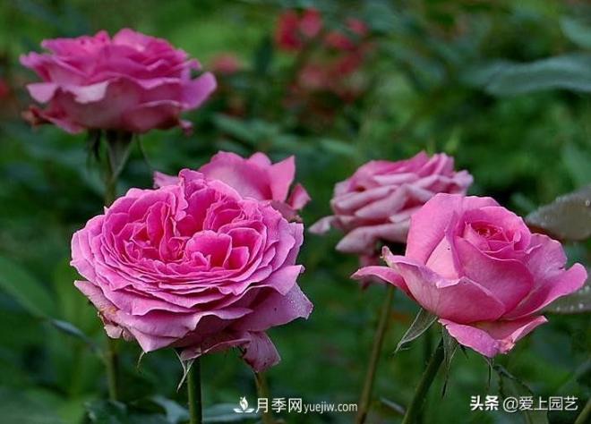 美貌與香味共存，抗病與長(cháng)勢雙強，卻沒(méi)有火起來(lái)的月季(圖3)