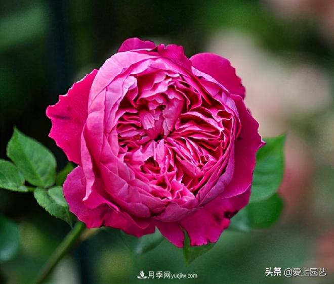 美貌與香味共存，抗病與長(cháng)勢雙強，卻沒(méi)有火起來(lái)的月季(圖4)