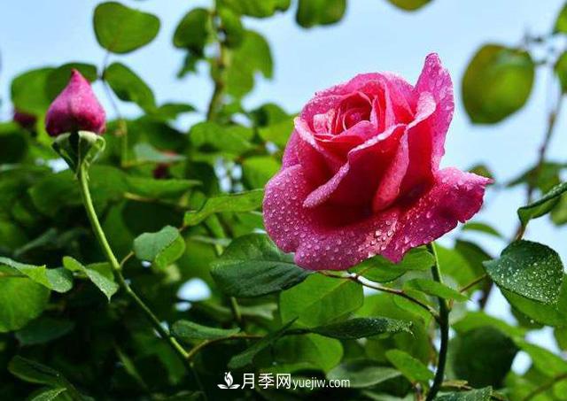 一棵月季樹(shù)，生長(cháng)了二十年，超出你的想象(圖1)