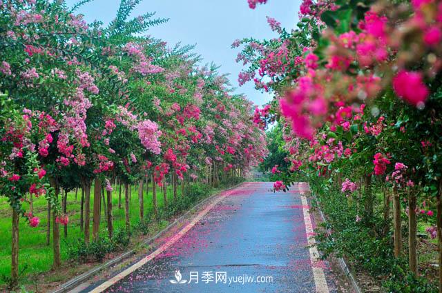 紫薇樹(shù)上常見(jiàn)的白粉病，應該怎么防治？(圖1)
