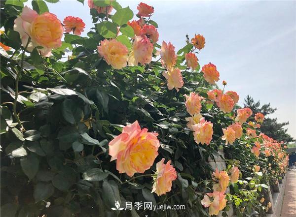 ***值得栽的10種藤本月季，每一種都很優(yōu)秀(圖3)