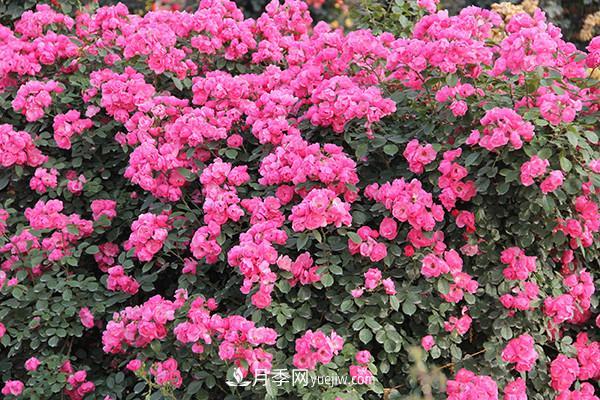 ***值得栽的10種藤本月季，每一種都很優(yōu)秀(圖2)