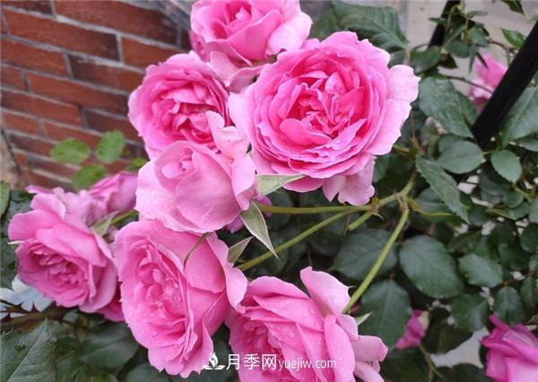 ***值得栽的10種藤本月季，每一種都很優(yōu)秀(圖1)