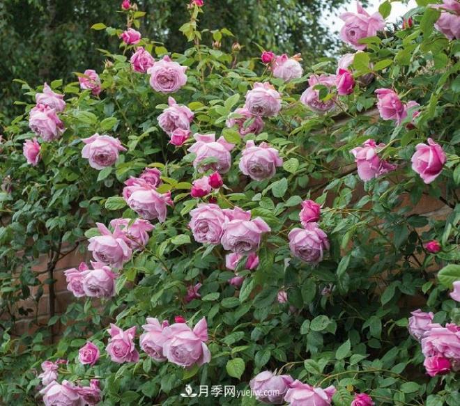 ***值得栽的10種藤本月季，每一種都很優(yōu)秀(圖6)