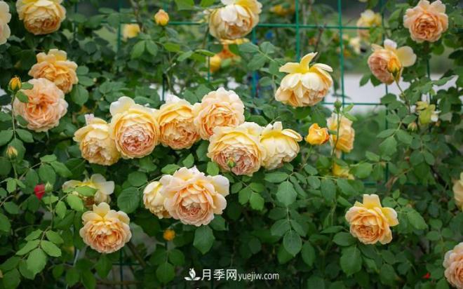 ***值得栽的10種藤本月季，每一種都很優(yōu)秀(圖9)