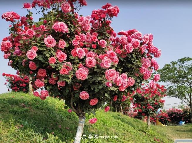 種了棵月季樹(shù)，花開(kāi)幾十朵，個(gè)個(gè)比碗大，鄰居天天惦記(圖2)