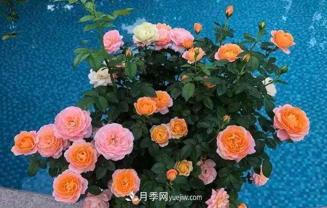 讓月季“秋花”多？學(xué)會(huì )正確“追肥”的方法，事半功倍(圖1)