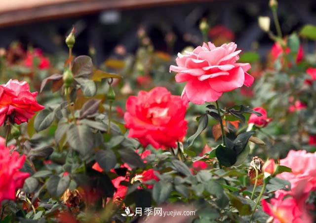 初冬賞花何處去？南京江寧這個(gè)近400畝的月季花海，趕緊安排！(圖1)
