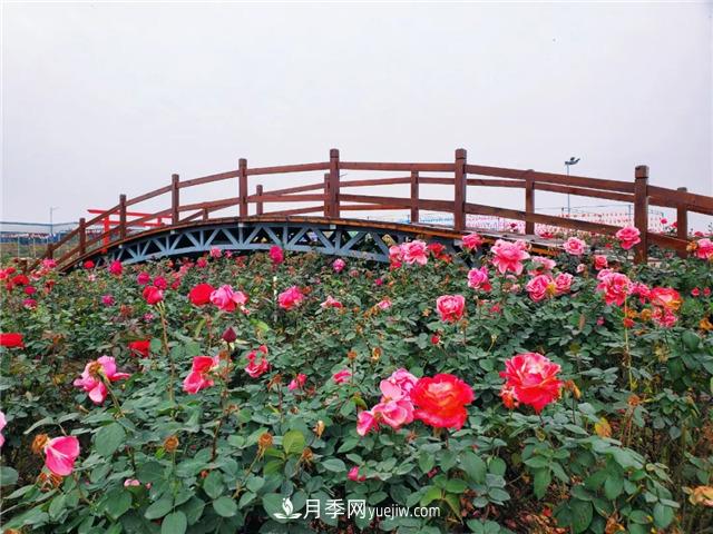 初冬賞花何處去？南京江寧這個(gè)近400畝的月季花海，趕緊安排！(圖6)