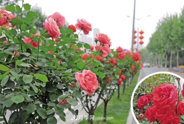 西安高新區：8月月季花開(kāi)正艷(圖1)