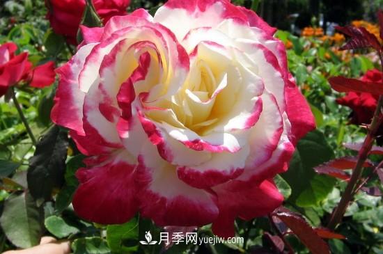 花徑超過(guò)15厘米的月季花品種有哪些？(圖2)