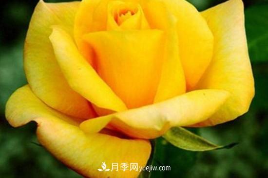 花徑超過(guò)15厘米的月季花品種有哪些？(圖5)