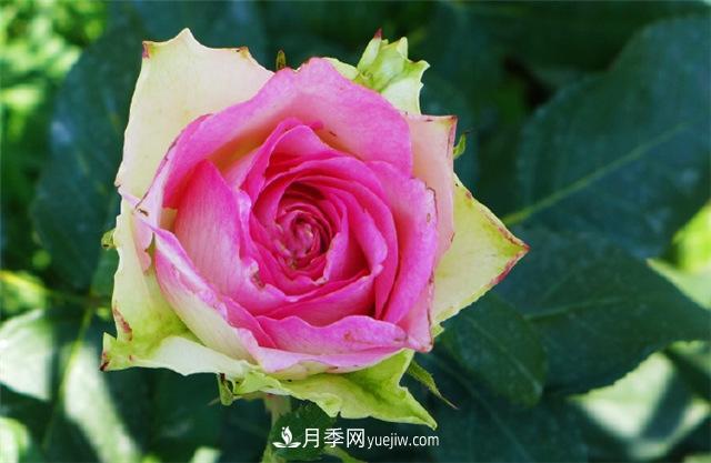 西安的春天，西部芳香園盛開(kāi)的月季花(圖2)