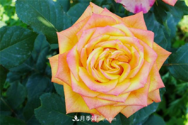 西安的春天，西部芳香園盛開(kāi)的月季花(圖4)