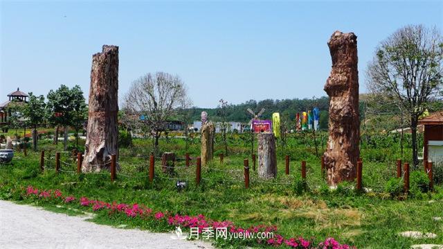 西安的春天，西部芳香園盛開(kāi)的月季花(圖3)