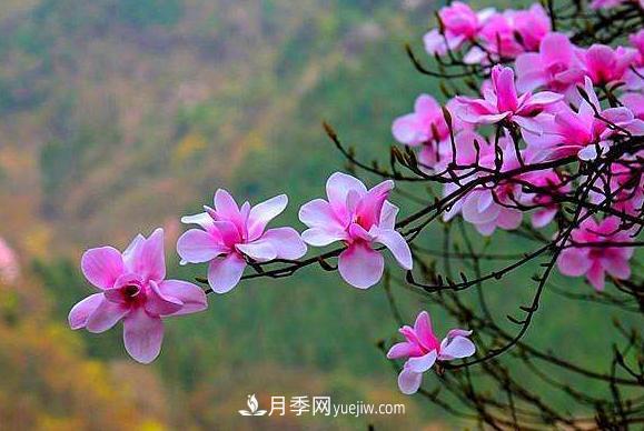走進(jìn)南召縣小店鄉 辛夷產(chǎn)業(yè)發(fā)展助推脫貧攻堅(圖1)