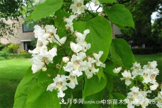 河南苗木楸樹(shù)和梓樹(shù)的區別(圖1)