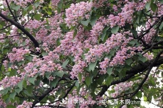 河南苗木楸樹(shù)和梓樹(shù)的區別(圖2)