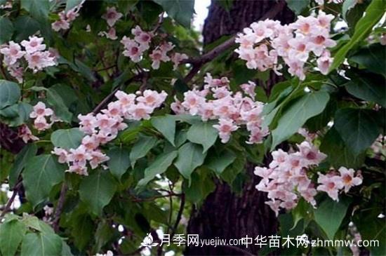 楸樹(shù)的價(jià)值有哪些，可美化環(huán)境還有藥用價(jià)值(圖1)