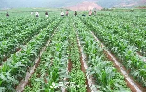 南陽(yáng)農作物30種間作套種方法，趕快收藏！(圖1)